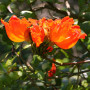 Afrikanischer Tulpenbaum