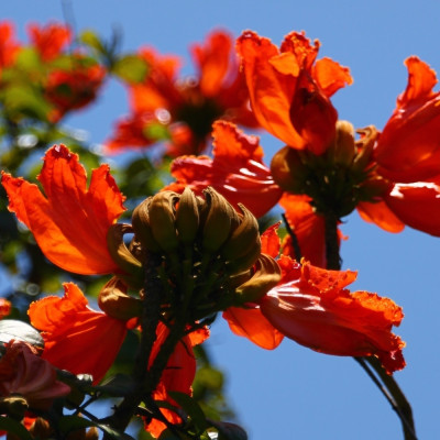 Afrikanischer Tulpenbaum