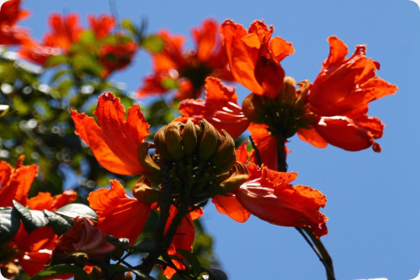 Afrikanischer Tulpenbaum
