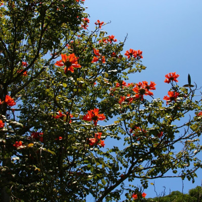 Afrikanischer Tulpenbaum