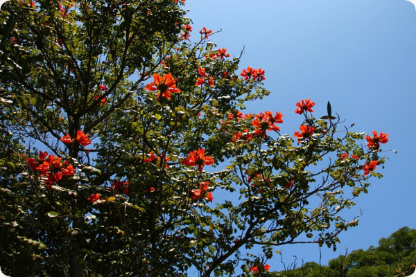 Afrikanischer Tulpenbaum