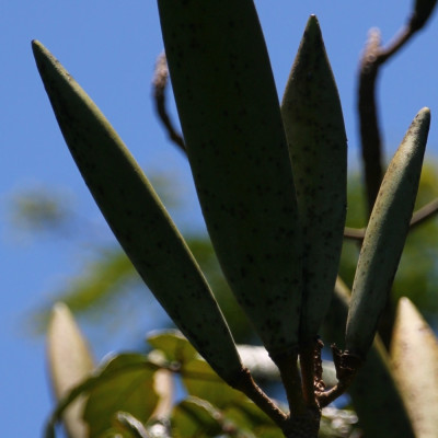 Afrikanischer Tulpenbaum