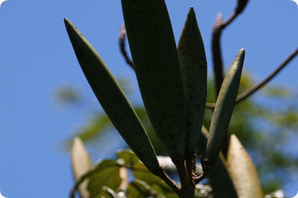 Afrikanischer Tulpenbaum