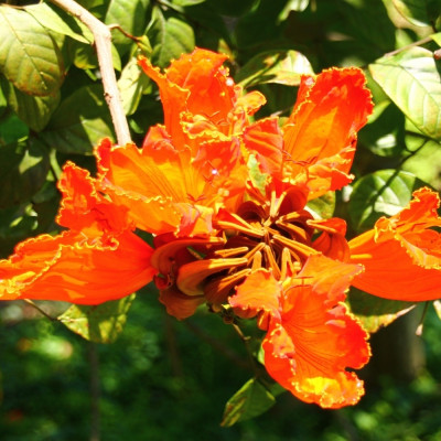 Afrikanischer Tulpenbaum