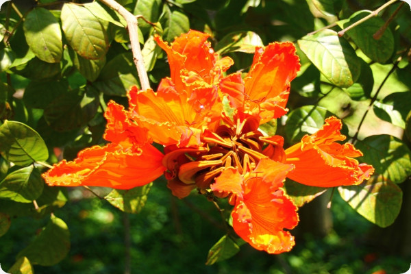 Afrikanischer Tulpenbaum