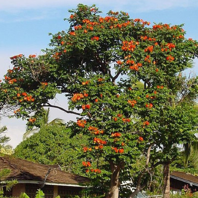 Afrikanischer Tulpenbaum