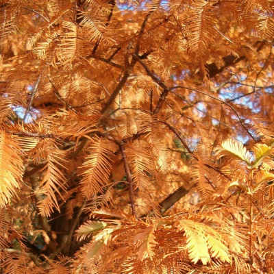 Urwelt - Mammutbaum