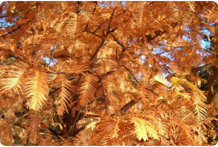 Primeval world - Giant sequoia
