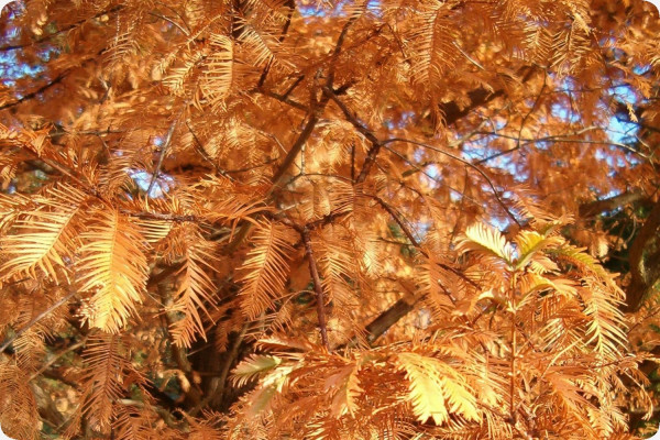 Urwelt - Mammutbaum