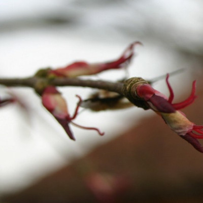 Lebkuchenbaum