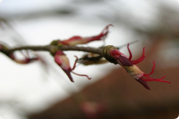Lebkuchenbaum