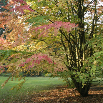 Lebkuchenbaum