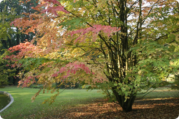 Lebkuchenbaum