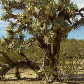 Joshua Tree