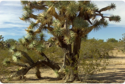 Joshua Tree