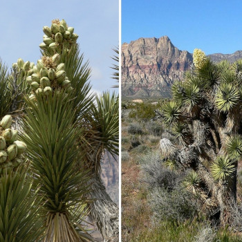 Joshua Tree