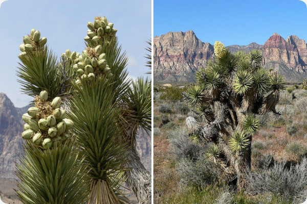 Joshua Tree