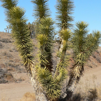 Joshua Tree