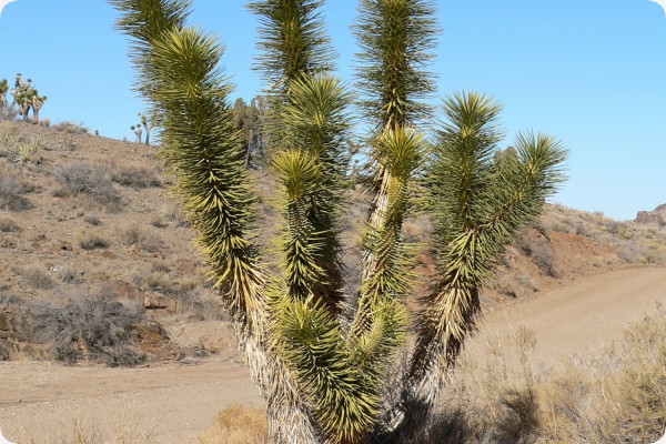 Joshua Tree