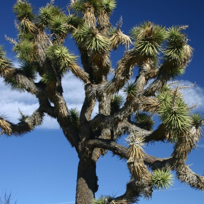 Joshua Tree
