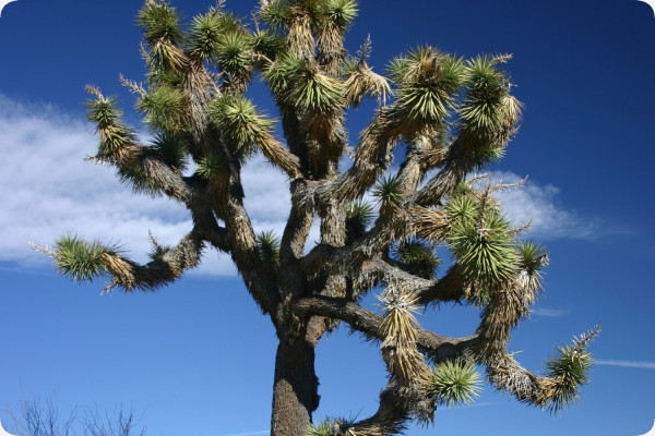 Joshua Tree