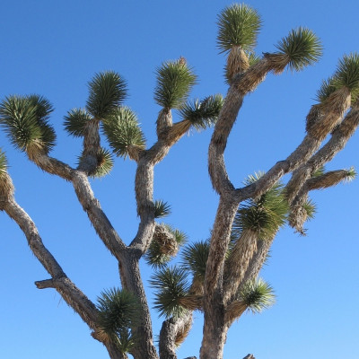 Joshua Tree