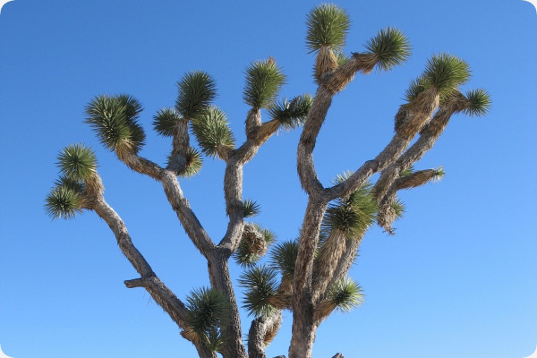 Joshua Tree
