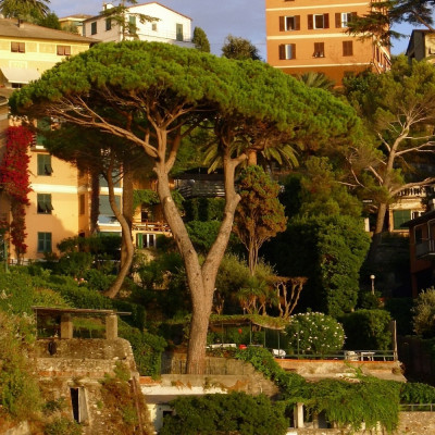 Mediterranean pine