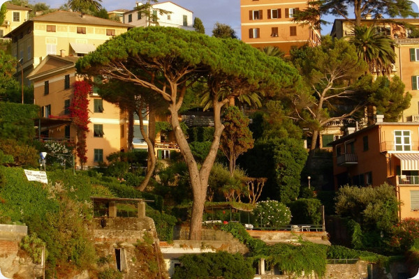 Mediterranean pine
