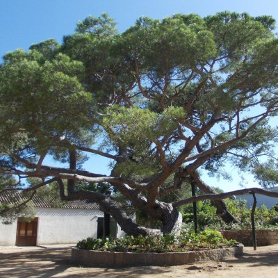 Mediterranean pine