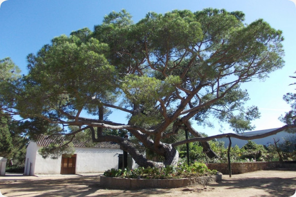 Mediterranean pine