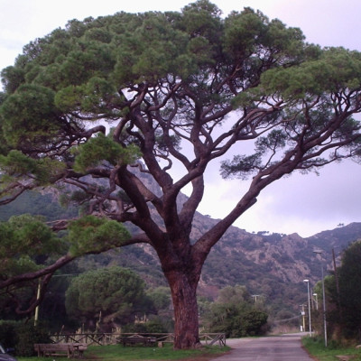 Mediterranean pine