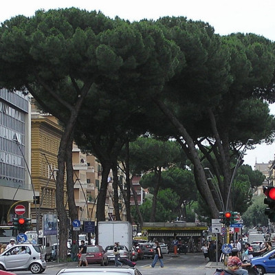 Mediterranean pine