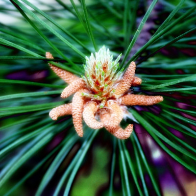 Mediterranean pine