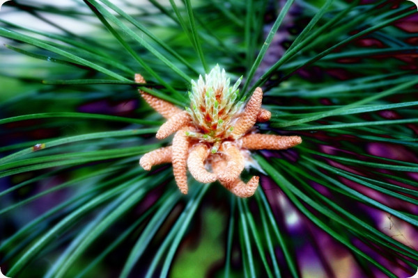 Mediterranean pine