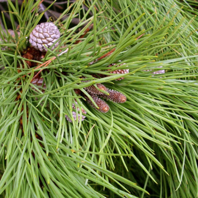 Mediterranean pine