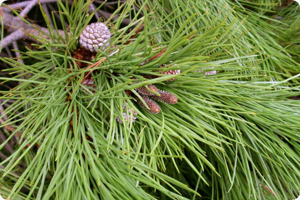 Mediterranean pine