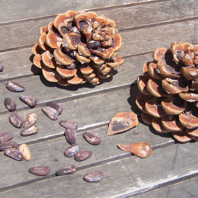 Mediterranean pine