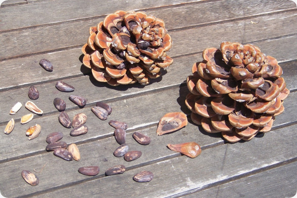 Mediterranean pine