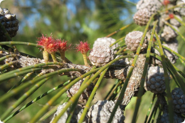 Känguruhbaum