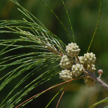 Känguruhbaum