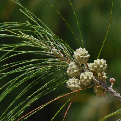 Känguruhbaum
