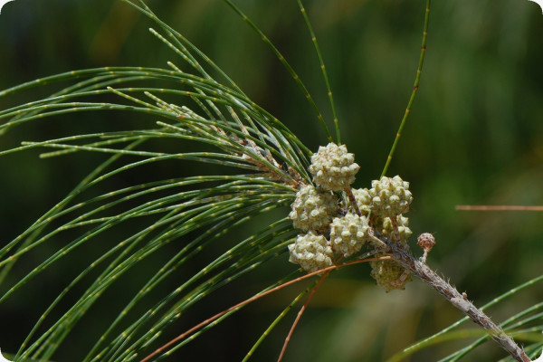 Känguruhbaum