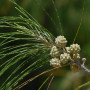 Känguruhbaum