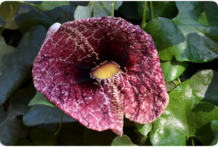 Anzuchtset - Spaß mit Pflanzen