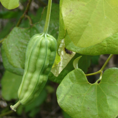 Ghost plant