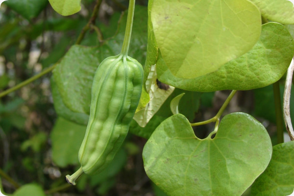 Ghost plant