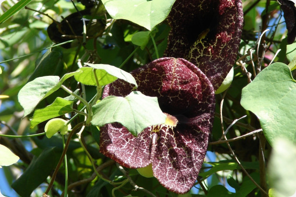 Ghost plant
