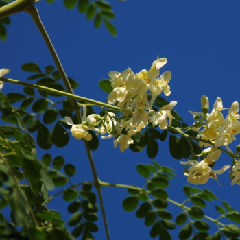 Moringa
