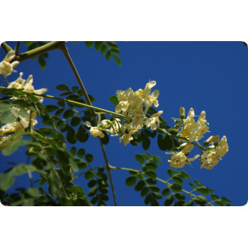 Moringa